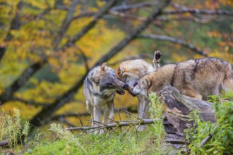 Three eurasian gray wolves (Canis lupus lupus) meet on a hill, show some social behaviour. A forest