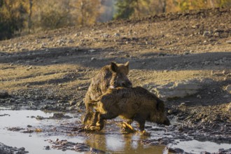 A male wild boar (Sus scrofa) runs after a female to mate