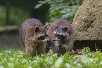 Two adult Raccoons, Procyon lotor, standing on a meadow side by side. A rock and green vegetation