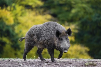 One wild boar or wild pig (Sus scrofa) searching for food on an opening
