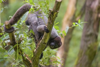 A common woolly monkey, brown woolly monkey, or Humboldt's woolly monkey (3) (Lagothrix