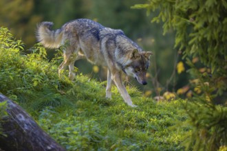 One eurasian gray wolf (Canis lupus lupus) walks down a hill on green grass with a forest in fall