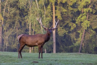One Wapiti stag, Cervus canadensis, stands on a green meadow at a forest edge