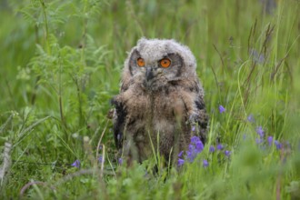 One young Eurasian Eagle Owl, Bubo bubo, sitting on the ground in tall grass of a meadow