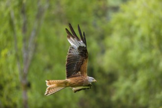 One Red kite, Milvus milvus, in flight at a forest edge