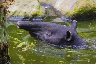 A Malayan tapir (Acrocodia indica) swims in a river and looks for food at the riparian vegetation