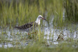 Ruff (Philomachus pugnax), male, in mating plumage, Ochsenmoor, Dümmer, Lemförde, Lower Saxony,