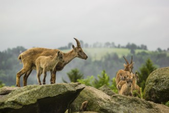 An adult female ibex (Capra ibex) stands on a rock with 3 young