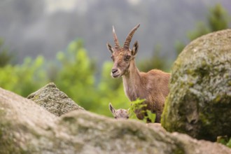 An adult female ibex (Capra ibex) stands partially hidden behind a rock