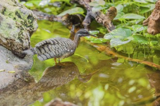 A sunbittern (Eurypyga helias) walks through a shallow creek in a forest searching for food
