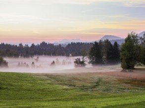 Trees in the early morning mist at dusk, Eigenried raised bog, Zugerberg, Canton Zug, Switzerland,