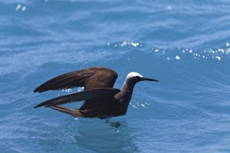 White-capped Noddy (Anous minutus) or White-headed Noddy swims on the sea, Swallow, Noddy Swallows,