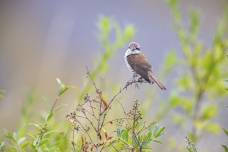 Red-backed shrike (Lanius collurio) wbl Germany