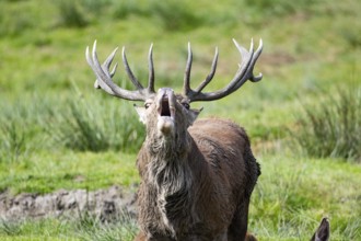Red deer (Cervus elaphus) Rutting behaviour captive Germany
