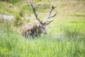 Red deer (Cervus elaphus) Rutting behaviour captive Germany