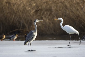 Grey Heron (Ardea cinerea) and Great White Egret Germany