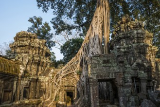 Ta Prohm, Angkor Wat, Angkor, UNESCO World Heritage Site, Siem Reap, Cambodia, Indochina, Southeast