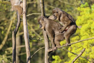 Two Drills (Mandrillus leucophaeus) mating high up in a tree. A green forest can be seen in the