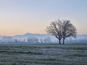 Morning atmosphere in the Siebeneichen nature reserve, with the Rigi in the background,