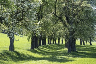 Flowering pear trees, fruit trees, Moststraße, Mostviertel, Lower Austria, Austria, Europe