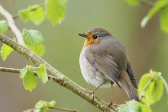 Robin (Erithacus rubecula) on a branch, surrounded by delicate spring leaves, Hesse, Germany,