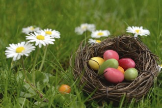 Sugar eggs in an Easter nest in the meadow with daisies