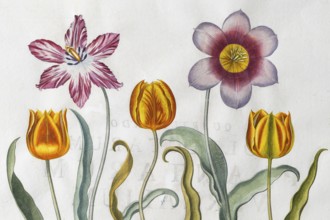 Red-white and yellow-red tulip flowers (Tulipa), hand-coloured copperplate engraving by Basilius