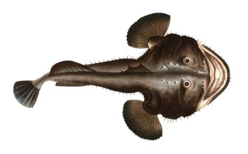 Fish, Fische, Lophius piscatorius, Der Seeteufel, The Sea Devil, Historical, digitally restored