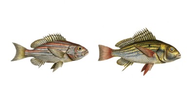 Fish, fishes, left: Genus of the hussar fish, Holocentrus bengalensis, the Bengal Sogo. right: