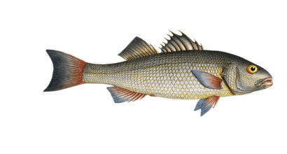Fish, fish, genus of the umber family, Sciaena diacantha, the two spined umber, Historical,