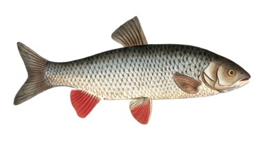 Fish, Fish, genus of carp fish, Cyprinus idus, the cooling fish, Historical, digitally restored
