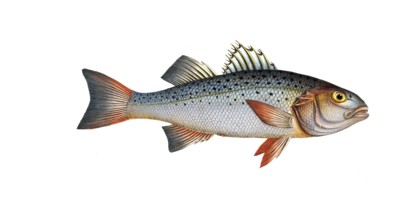 Fish, Fish, Genus of the family of Umberfishes, Sciaena punctata, Morone punctata, punctulated