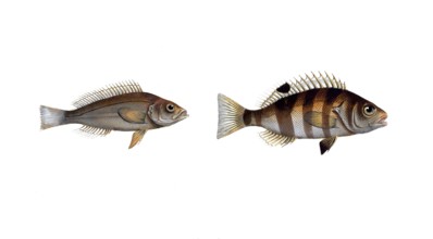 Fish, Fish, Genus of Hussar Fish, Holocentrus argentinus, Hussar Fish, Silver Sogo, Silver