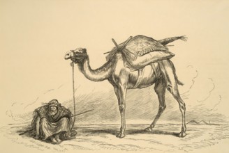 Camels and camel riders on the Nile, at rest, Alevandria, Egypt, Historical, digitally restored