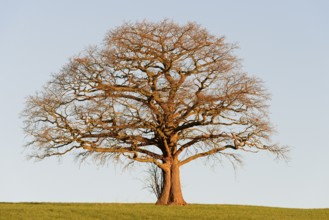 Oak (Quercus), bare gnarled solitary tree in the light of the morning sun, blue sky, North