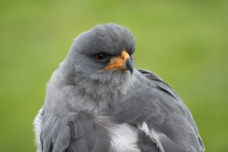 Pale chanting goshawk (Melierax canorus) adult bird of prey head portrait, England, United Kingdom