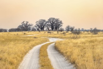 Road, track between yellow dry grass leading to baobabs, Baine's Baobabs, at sunset, Nxai Pan