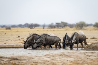 Blue wildebeest (Connochaetes taurinus), four wildebeest drinking at a waterhole, Nxai Pan National