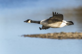 Canada Goose, Branta canadensis bird in flight over winter Marshes, Devon, England, United Kingdom,