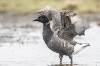 Brent goose (Branta bernicla), Amrum, Schleswig-Holstein, Germany, Europe