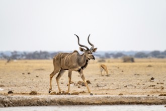 Greater kudu (Tragelaphus strepsiceros), adult male at the waterhole, Nxai Pan National Park,