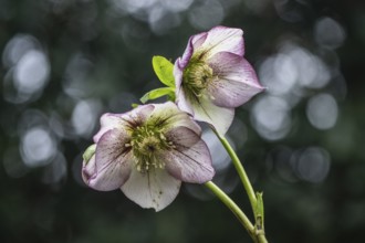 Lenzrose (Helleborus orientalis-Hybride Picote), Emsland, Lower Saxony, Germany, Europe