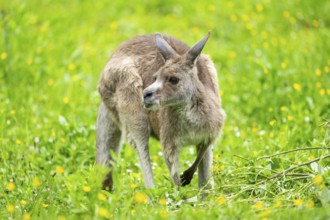 Eastern grey kangaroo (Macropus giganteus) on a meadow, Bavaria, Germany, Europe