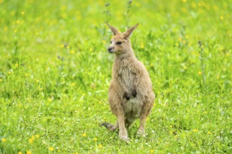 Eastern grey kangaroo (Macropus giganteus) on a meadow, Bavaria, Germany, Europe