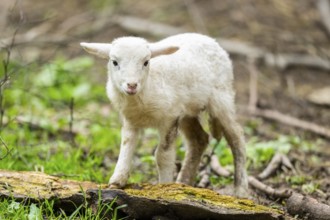 Domestic sheep (Ovis orientalis aries) lamb on a meadow, Bavaria, Germany, Europe