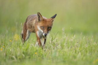 Red fox (Vulpes vulpes) adult animal walking in grassland with summer flowers, England, United