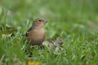 Eurasian chaffinch (Fringilla coelebs) adult male bird on a garden grass lawn, England, United