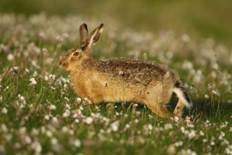 European brown hare (Lepus europaeus) adult animal in grassland amongst Sea campion wild flowers in
