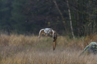 One Siberian Eagle Owl (Bubo bubo sibiricus) flying over tall reed grass lakeshore on an autumnal