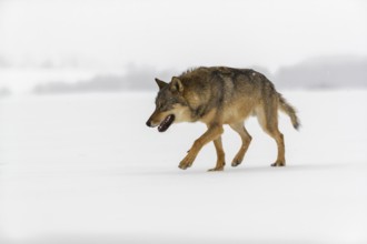 One male eurasian gray wolf (Canis lupus lupus) walking thru deep snow during snow fall. A forest